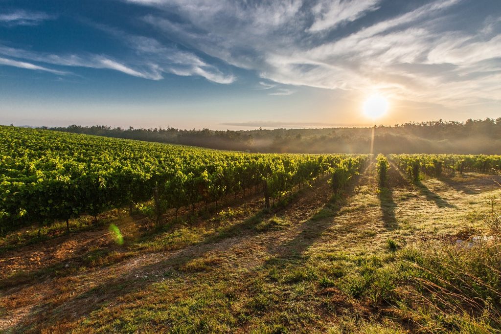 Vinograd kao inspiracija